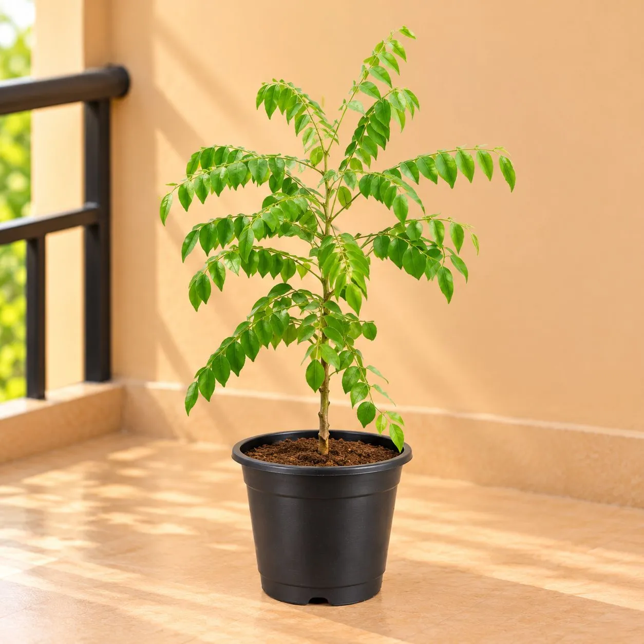 Curry Patta ( 1 Ft) in 8 Inch Black Nursery Pot