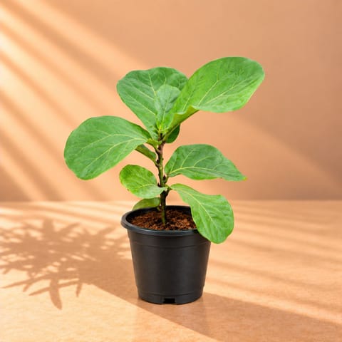 Fiddle Leaf Fig / Ficus Lyrata in 6 Inch Nursery Pot