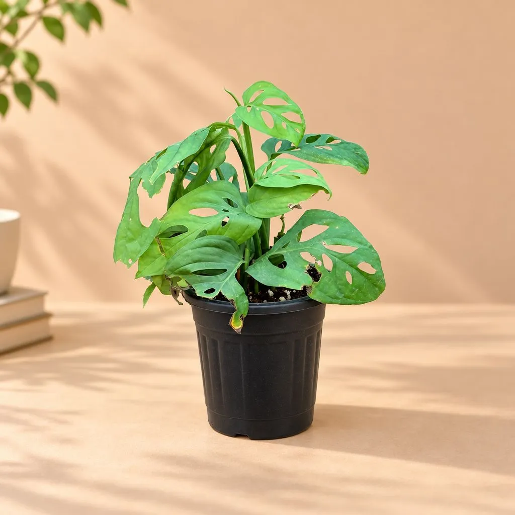 Monstera Broken Heart in 6 Inch Nursery Pot