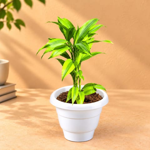 Indoor Plant - Lucky Bamboo in 8 Inch White Classy Plastic Pot