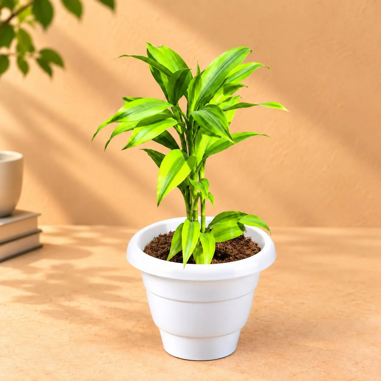 Indoor Plant - Lucky Bamboo in 8 Inch White Classy Plastic Pot