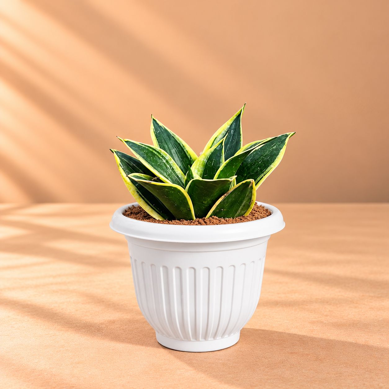Snake Dwarf Yellow in 8 Inch White Olive Plastic Pot