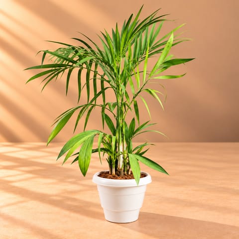 Cane Palm (~2 Ft) in 8 Inch White Classy Plastic Pot