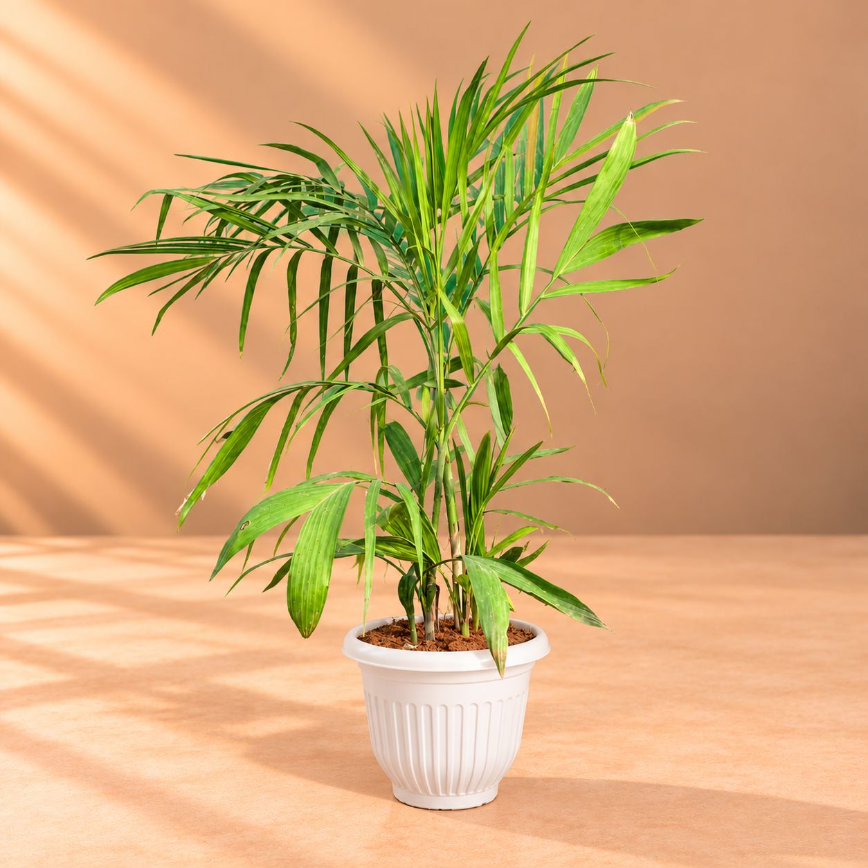 Cane Palm (~2 Ft) in 8 Inch White Olive Plastic Pot