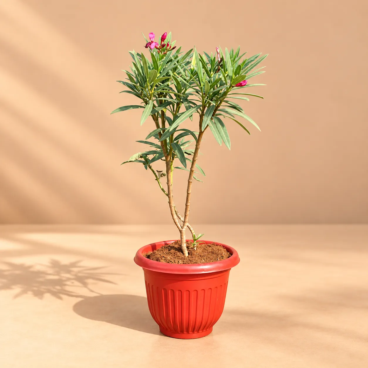 Kaner / Oleander Red ( 1.5 Ft) in 8 Inch Terracotta Red Olive Plastic Pot