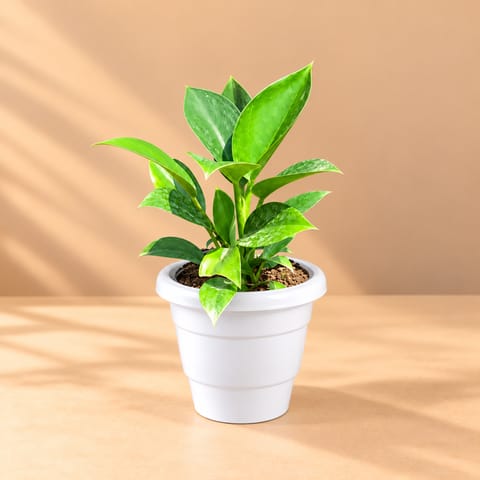 Air Purifying - Philodendron Birkin in 8 Inch White Classy Plastic Pot