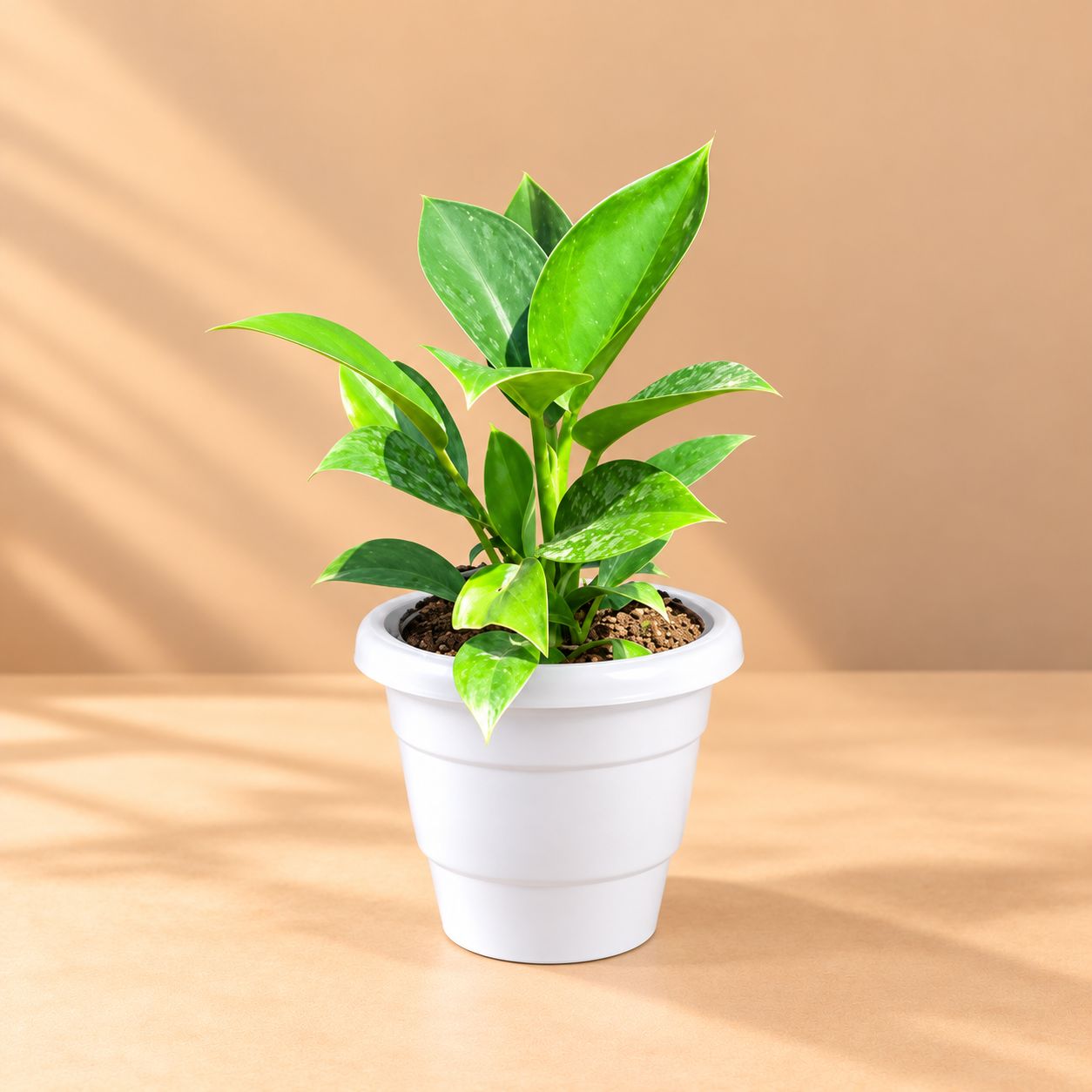 Air Purifying - Philodendron Birkin in 8 Inch White Classy Plastic Pot