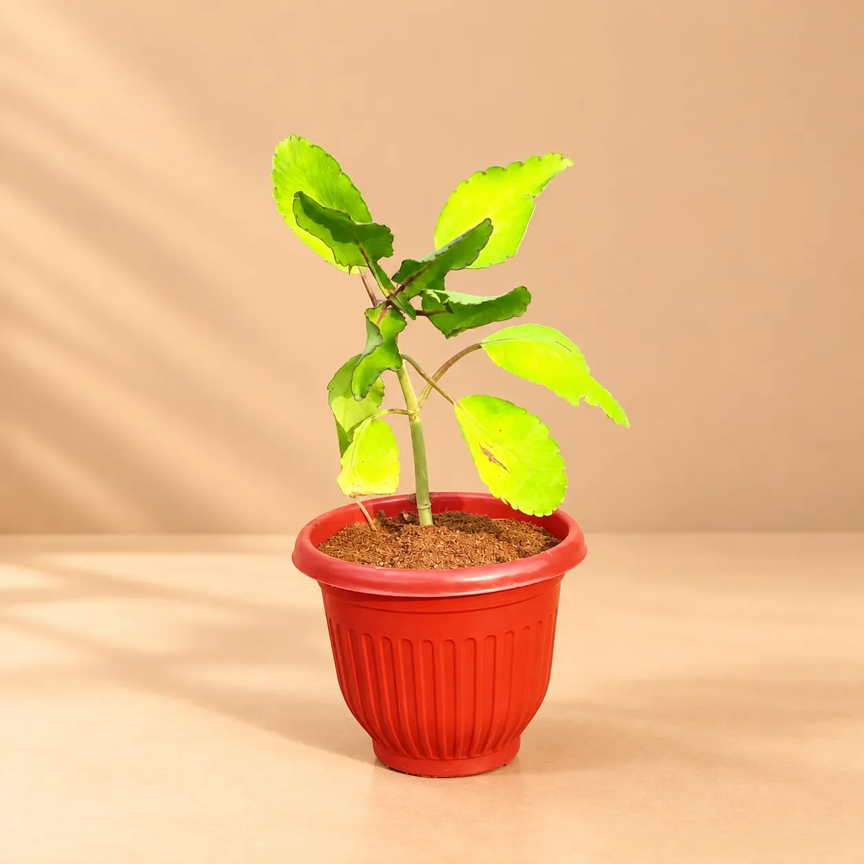 Patharchatta Medicinal Plant in 8 Inch Terracotta Red Olive Plastic Pot