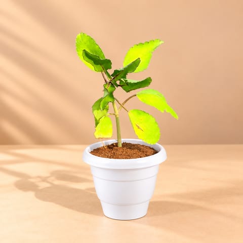 Patharchatta Medicinal Plant in 8 Inch White Classy Plastic Pot