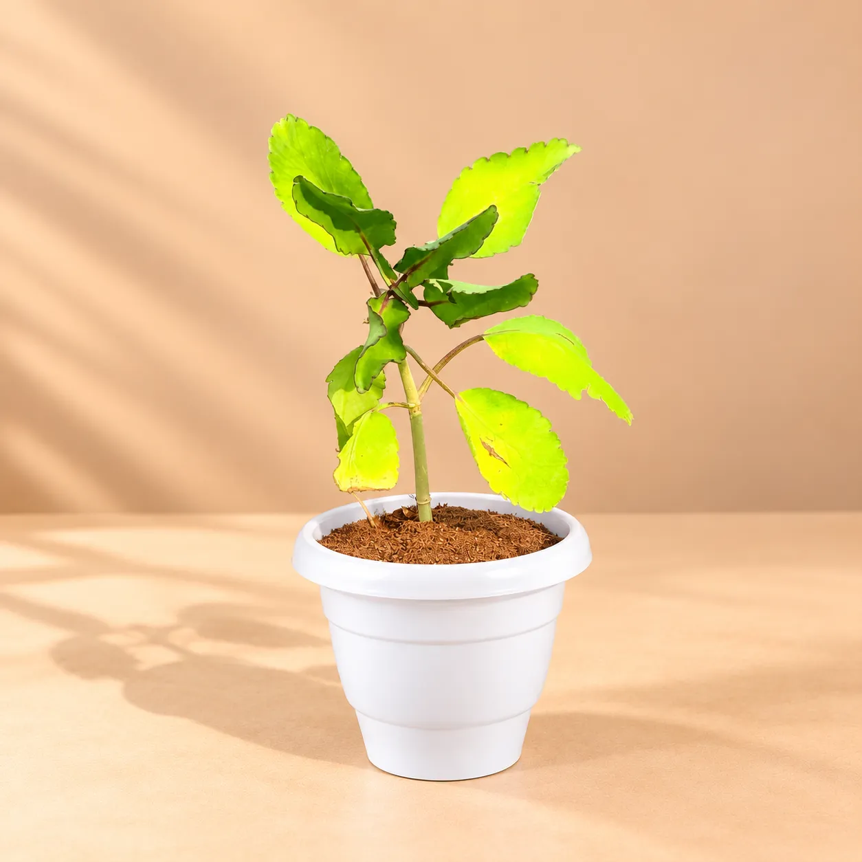 Patharchatta Medicinal Plant in 8 Inch White Classy Plastic Pot