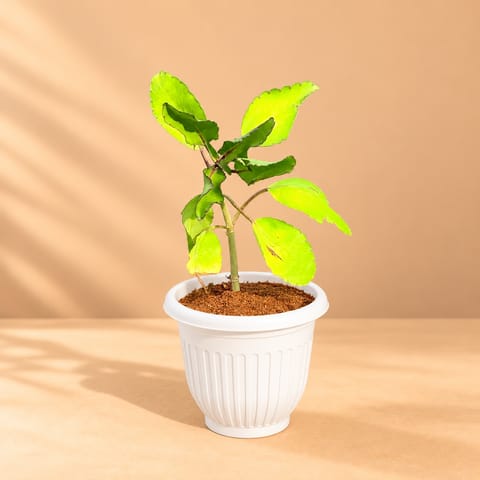 Patharchatta Medicinal Plant in 8 Inch White Olive Plastic Pot