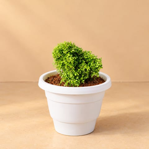 Fragrant Table Kamini Ball in 8 Inch White Classy Plastic Pot