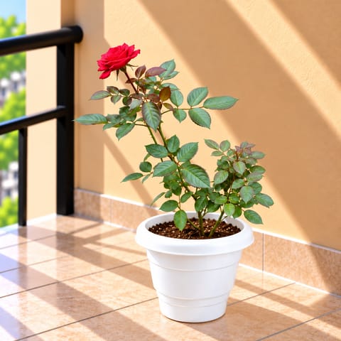 Large Rose Red in 8 Inch White Classy Plastic Pot
