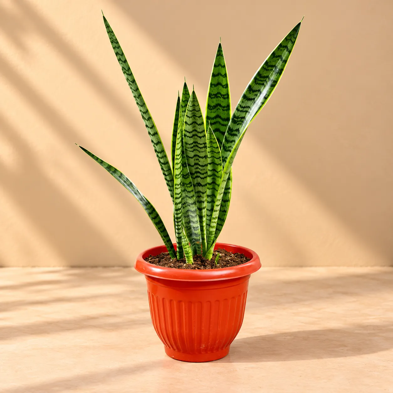 Air Purifying Snake Plant Green ( 1 Ft) in 8 Inch Terracotta Red Olive Plastic Pot