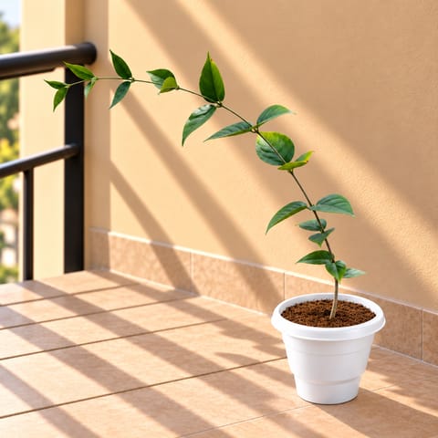 Harsingar / Parijaat /Parijat (2 Ft) Pune in 8 Inch White Classy Plastic Pot