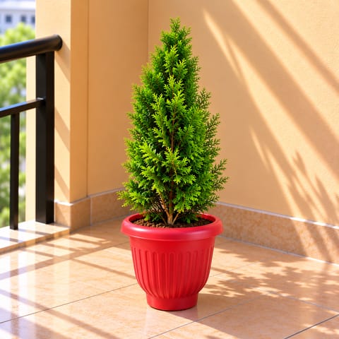 Morpankhi in 8 Inch Terracotta Red Olive Plastic Pot