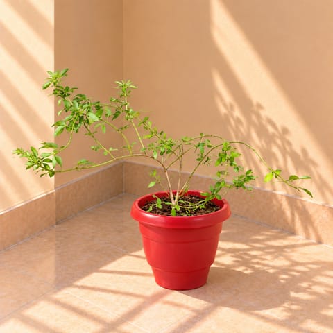Chameli in 8 Inch Terracotta Red Classy Plastic Pot