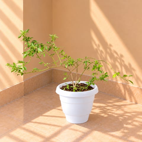 Chameli in 8 Inch White Classy Plastic Pot