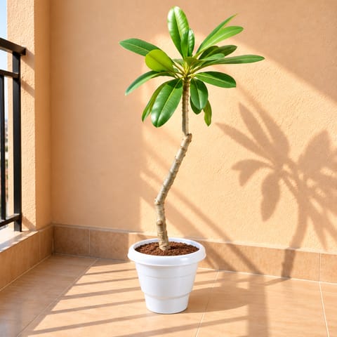 Champa / Plumeria in 8 Inch White Classy Plastic Pot
