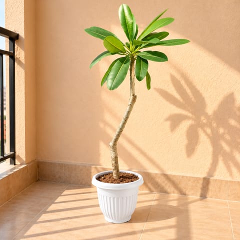 Champa / Plumeria in 8 Inch White Olive Plastic Pot