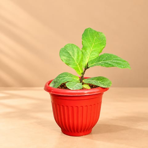 Fiddle Leaf Fig / Ficus Lyrata in 8 Inch Terracotta Red Olive Plastic Pot