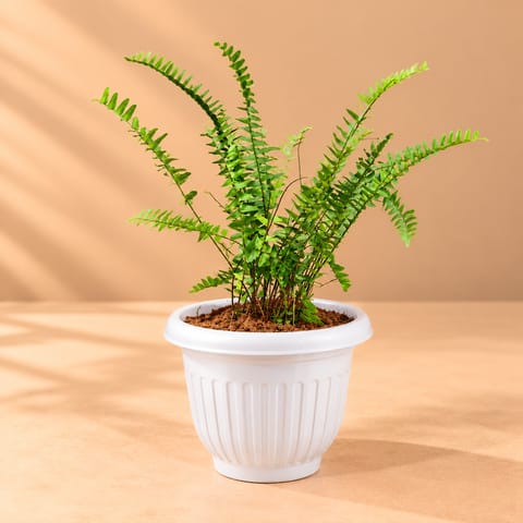 Fern Green in 8 Inch White Olive Plastic Pot