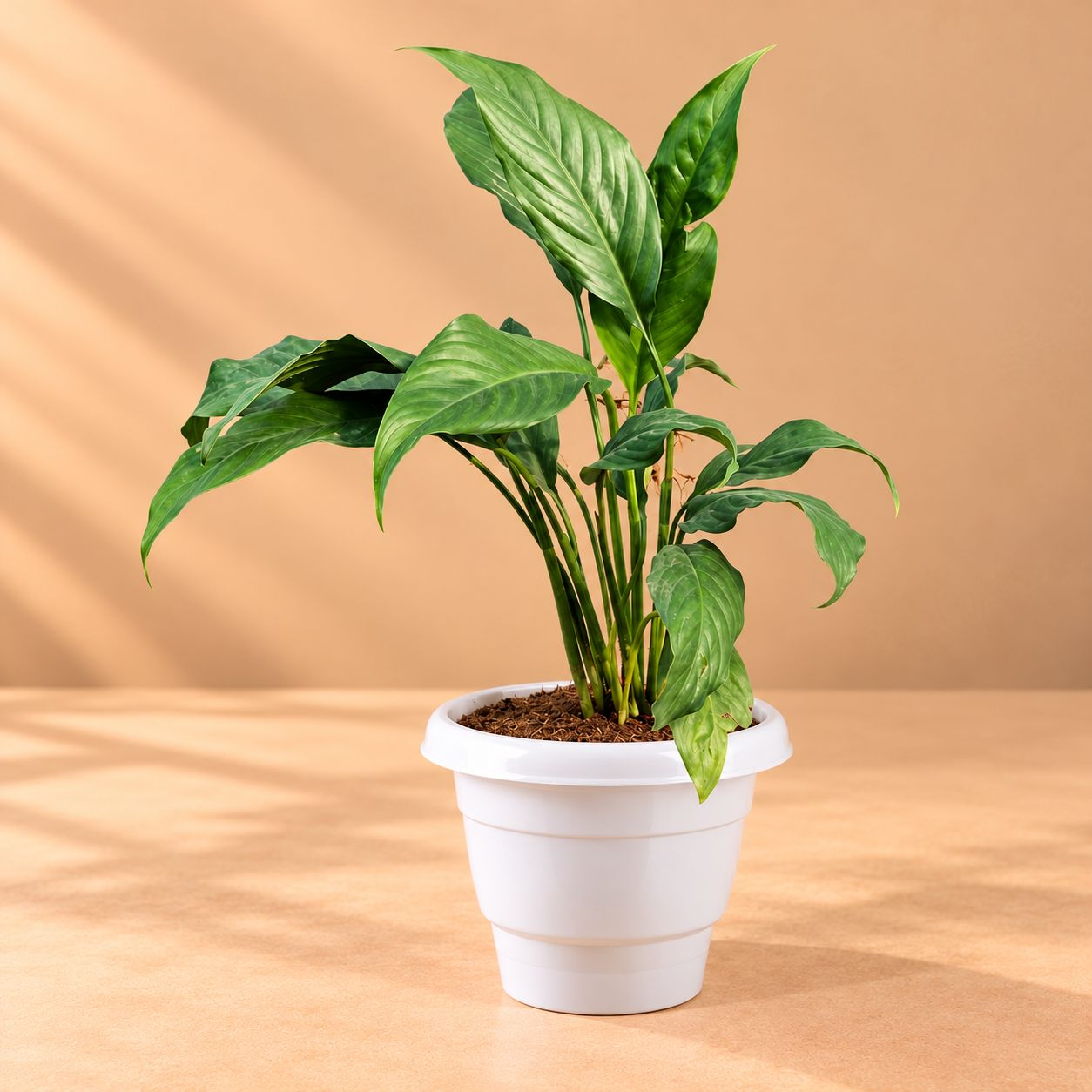 Peace Lily (any colour) in 8 Inch White Classy Plastic Pot