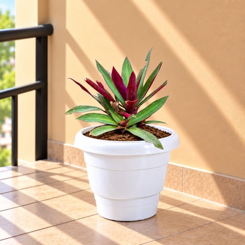 Large Fruiting Plant - Kagzi Lemon / Nimbu (~ 3 years old) in 10 Inch White Classy Plastic Pot