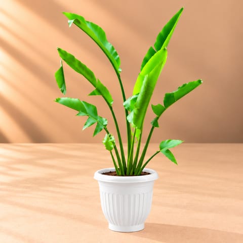 Traveller Palm ( 3 Ft) in 12 Inch White Olive Plastic Pot