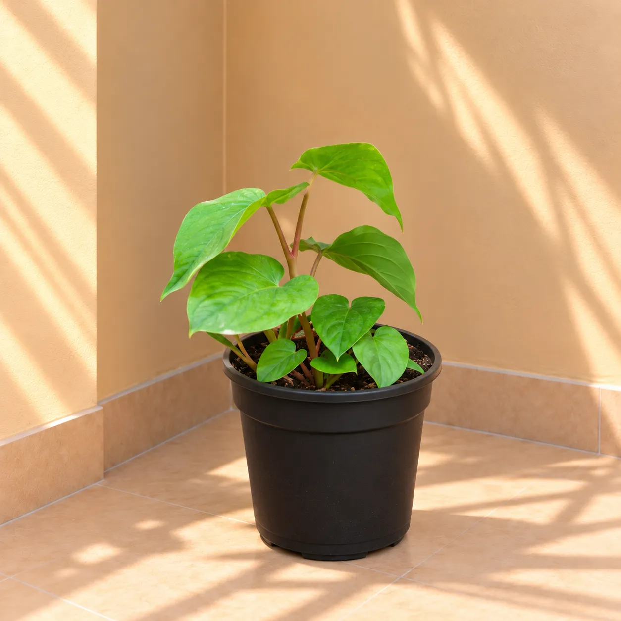 Paan / Betel Leaf Pune in 6 Inch Nursery Pot