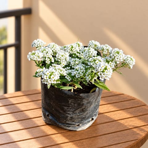 Alyssum White in 4 Inch Nursery Bag