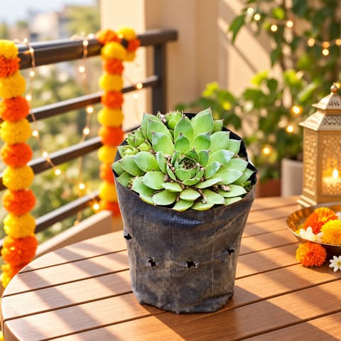 Lakshmi Kamal Succulent in 3 inch Nursery Bag
