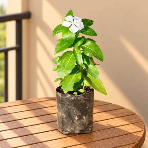 Periwinkle / Vinca / Sadabahar (Any Colour) in 4 Inch Nursery Bag