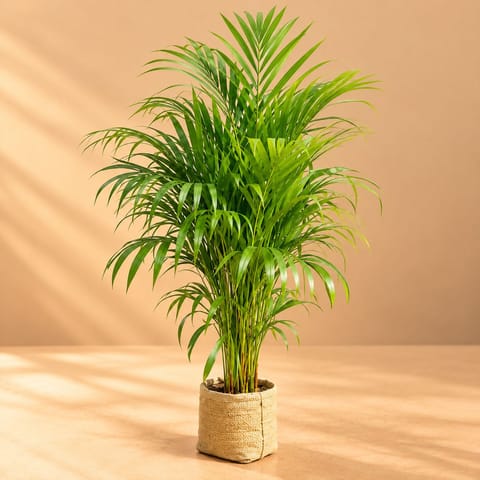 Areca Palm (~ 3 - 3.5 Ft) in 5 Inch Nursery Bag | Indoor Air Purifying Plant