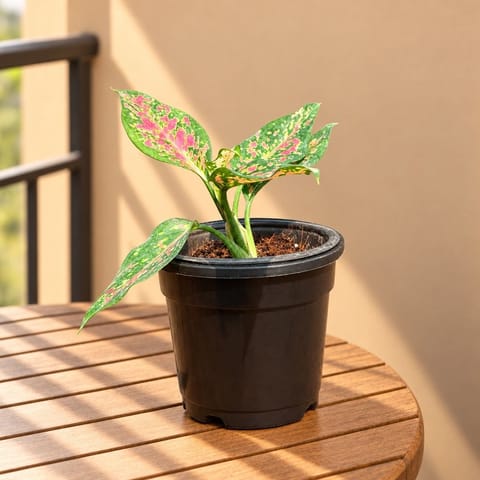 Air Purifying - Aglaonema Pink in 4 Inch Nursery Pot