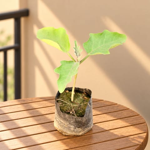 Brinjal / Baigan in 3 Inch Nursery Bag
