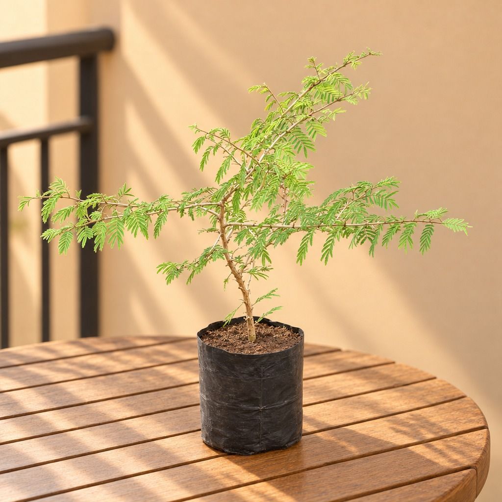 Shami (~1.5 Ft) in 5 Inch Nursery Bag
