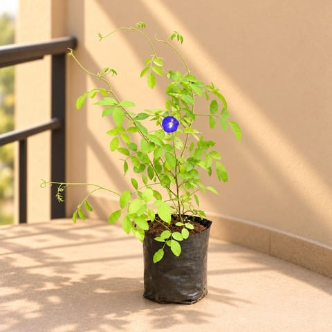 Aparajita / Asian Pigeonwings Double Petals (any colour) in 5 Inch Nursery Bag