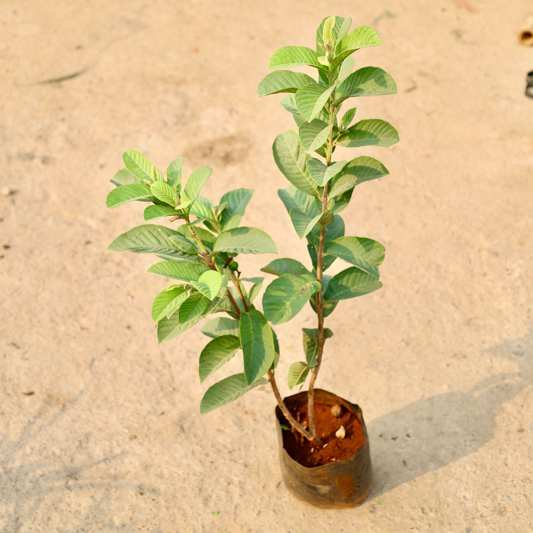 China Amrood / Guava Fruit Plant in 6 Inch Black Nursery Pot