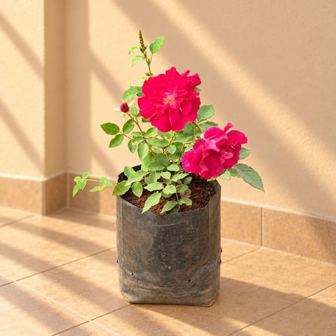 Kashmiri Rose Plant / Gulab Red in 6 Inch Nursery bag