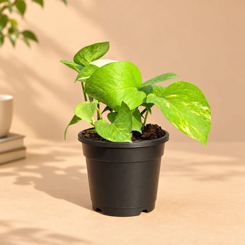 Beginner Friendly - Money Plant Green in 4 Inch Nursery Pot