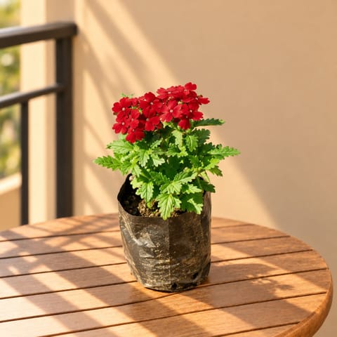 Verbena (Any Colour) in 4 Inch Nursery bag