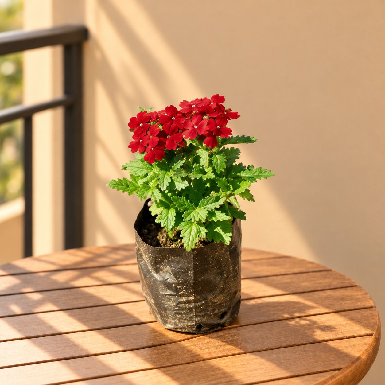 Verbena (Any Colour) in 4 Inch Nursery bag