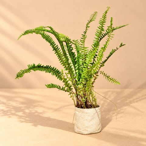 Fern Green in 4 Inch Nursery Bag