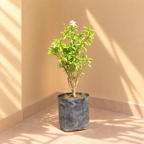 Chandni Dwarf (~ 1 Ft) in 5 Inch Nursery Bag