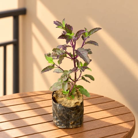 Holy Shyama Tulsi in 3 Inch Nursery Bag