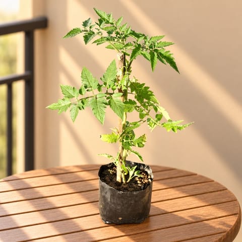 Tomato Plant in 3 Inch Nursery Bag