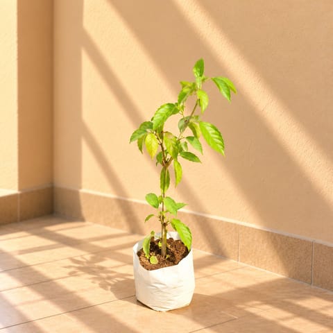 Bougainvillea (any colour) in 4 Inch Nursery Bag