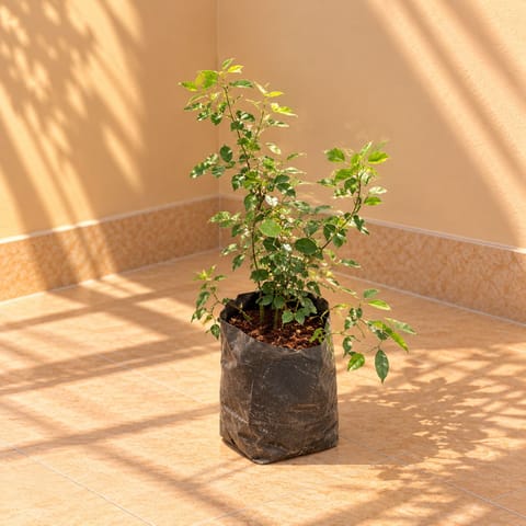 Chameli in 6 Inch Nursery Bag