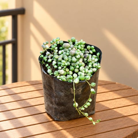 String of pearls succulent in 3 Inch Nursery Bag